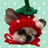 Фото профиля 保護犬チワワのちくわ