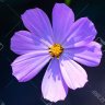 Ethelvina profil fotoğrafı