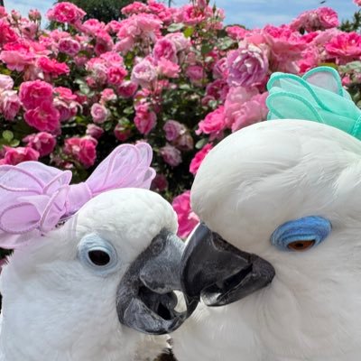 ゆうこ ジュリキキ's profile picture