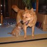 Profilbild von ふなっしぃ