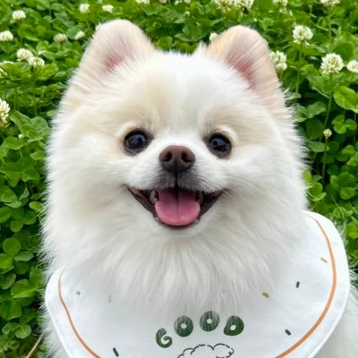 ポメラニアンの天くん!'s profile picture