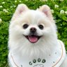 Фото профиля ポメラニアンの天くん!