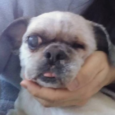 NPO法人アニマルレスキューたんぽぽ＠大阪府豊能郡能勢町の動物保護団体's profile picture