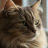 ぱん profil fotoğrafı