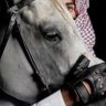 العصائب الحمراء 的头像