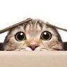 kshimizu profil fotoğrafı