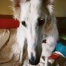 borzoidog 🇵🇱 profil fotoğrafı