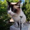 chrisdeperpignan's profile picture