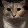 Profilbild von Alok