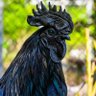 Joe Z. Wells (The Angry Black Rooster)'s profile picture