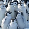 Profilbild von بطريق 🐧