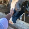 Geronimo's profile picture