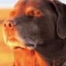 fire's profile picture