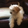 lily-1901FiFi1's profile picture