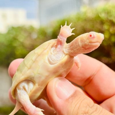 okinawa680's profile picture