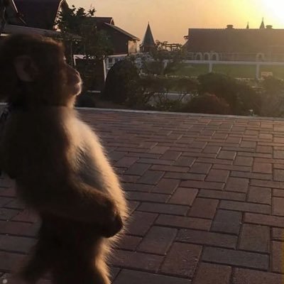 Betfas's profile picture