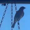 ☮️ Arizona Desert Dweller profil fotoğrafı
