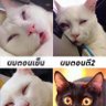 มะเดี่ยว 的头像