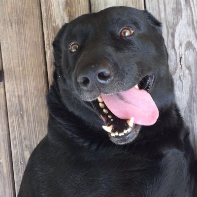 Blackdog1623044's profile picture