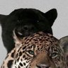 UnbotheredM's profile picture