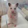 柳ハムみーこ 的头像