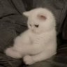 Profilbild von iPed