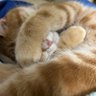 レイ profil fotoğrafı