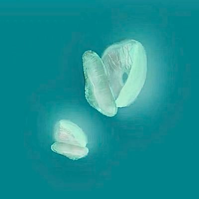 iseejellyfish's profile picture