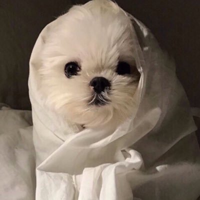 도야's profile picture