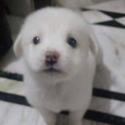 dudeoj1's profile picture