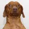 Crhis's profile picture
