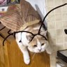 Фото профиля 😽loveCAT😽