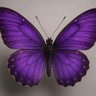 Purple_Butterfly's profile picture