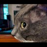 Jarvis profil fotoğrafı
