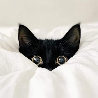 Neckko_'s profile picture