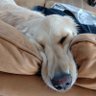 ゴル沼 profil fotoğrafı