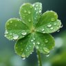 clover开发日记 profil fotoğrafı