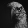 BLACK EAGLE 的头像