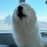 mira's profile picture