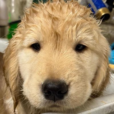 da zhuang's profile picture