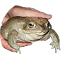 frog profil fotoğrafı