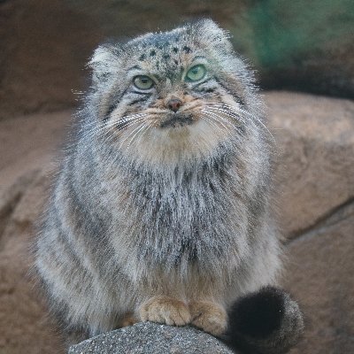 inori_minoru's profile picture