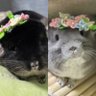 チンチラのチュピのすけ🐭チャムころう🐭 profil fotoğrafı