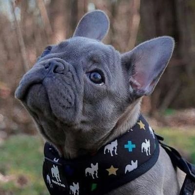 French Bulldog Family 🇺🇲's profile picture