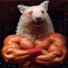 Profilbild von Combat Wombat (Not the YouTuber)