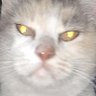 Profilbild von Kamikaze Salazar