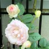 Фото профиля ThornyRose🌹🇨🇦