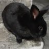 bunny profil fotoğrafı