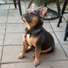 Profilbild von Rosey