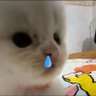 没心没肺的猫猫 profil fotoğrafı